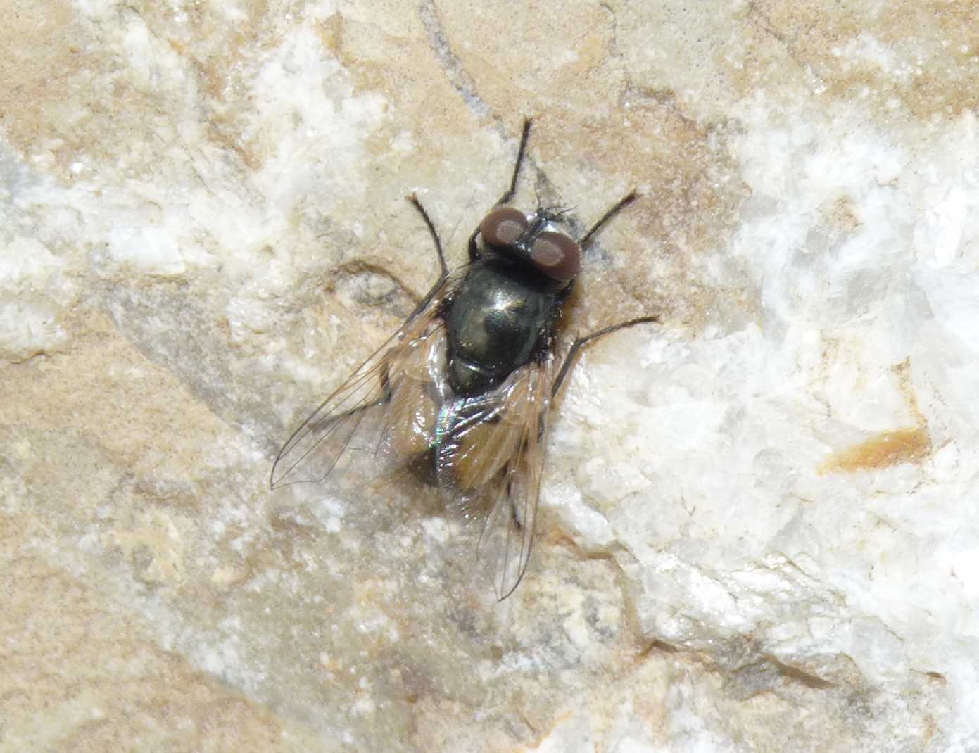 Moschine fastidiose: Musca osiris